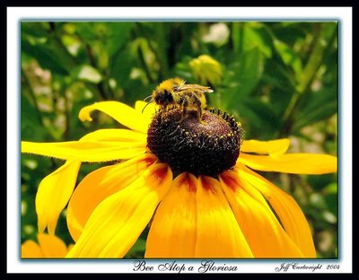 Bee Atop a Gloriosa!