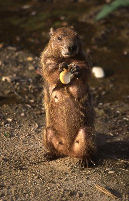 Mamma Groundhog