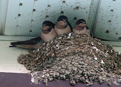Four Swallows