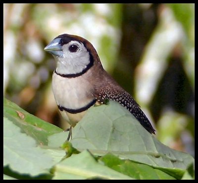 Double Bar Finch