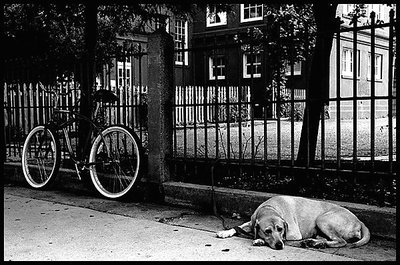 Dog and bike