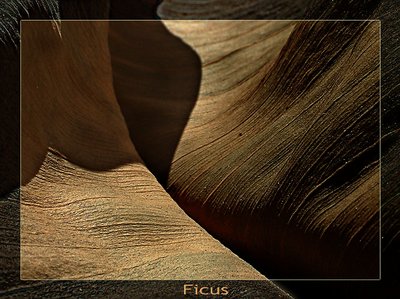Natural Abstract: ficus
