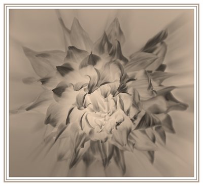 Dahlia in sepia