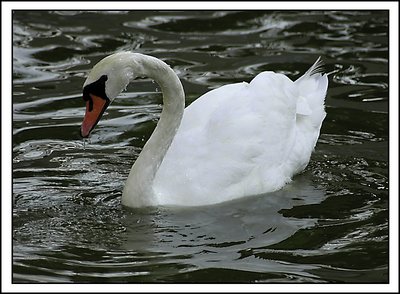 White Swan