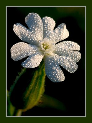 Dewy Lychnis