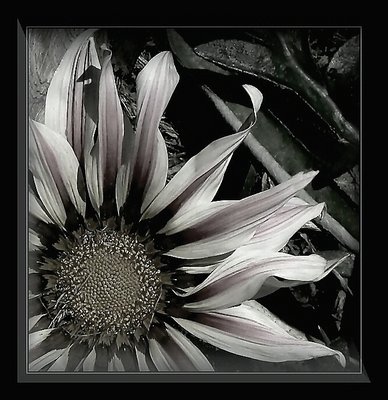 A painful beauty