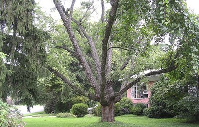 Just a tree,  but I like it