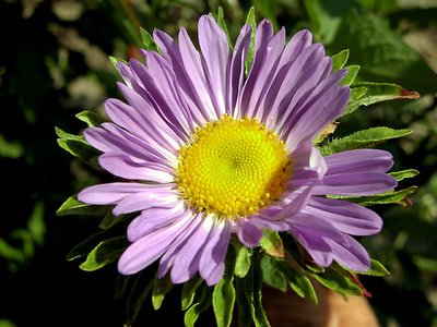 bel fiore