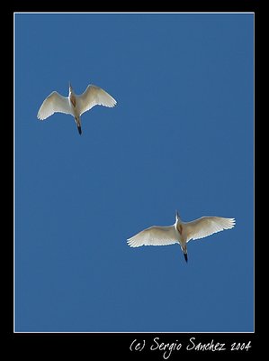 Flying Pair