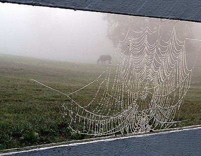 Webs 