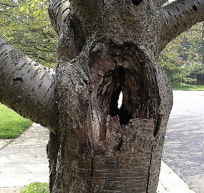 Peek a boo tree