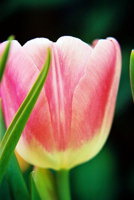 tulip flower