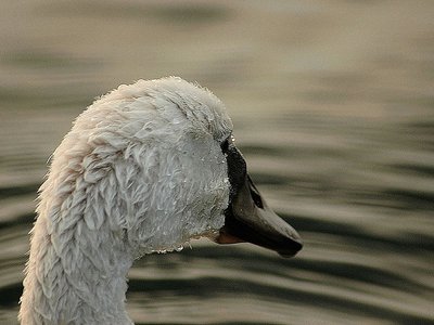 cygnet