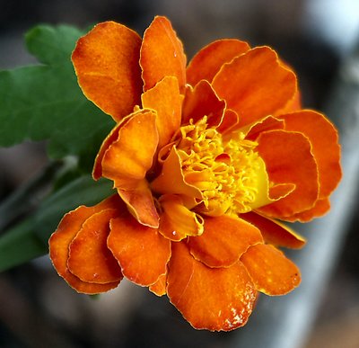 Orange Flower