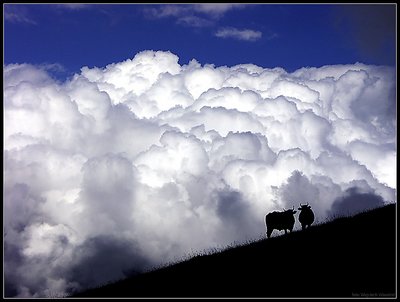 Cows from heaven