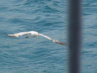 great capture by the gull...