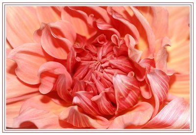 Dahlia