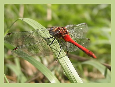 Red Dragon(fly)