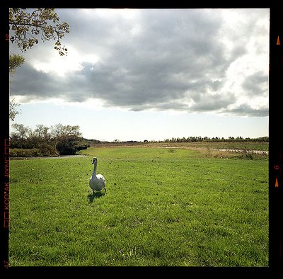 Lone Goose