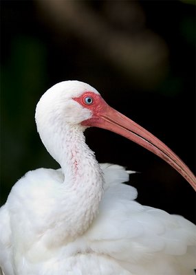 White Ibis