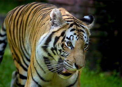 Bengal Tiger