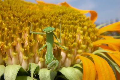 Preying Mantis