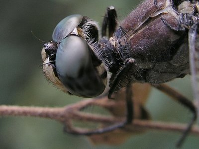 Dragonfly Macro 