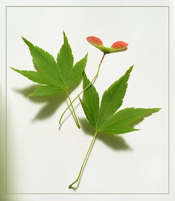 Japanese Maple in Spring
