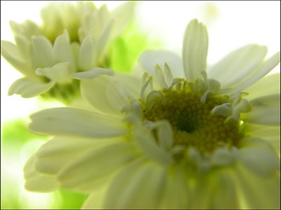 white blooms 1