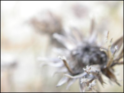 fall thistles 2