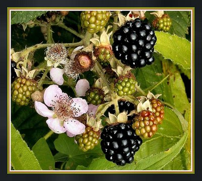 Blackberry in my garden