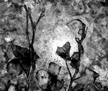 rusty dead leaves b&w