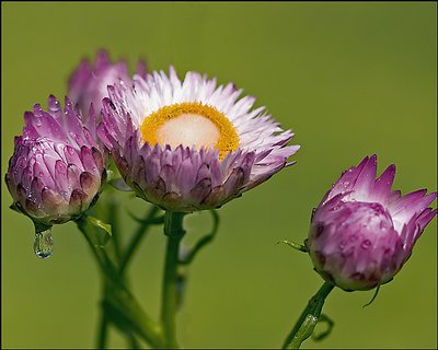 Helichrysum (Strawflower)