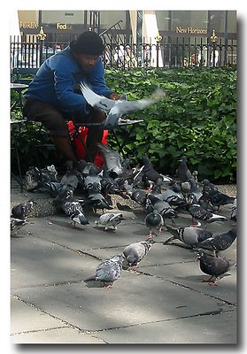 Bryant Park Pigeon Man