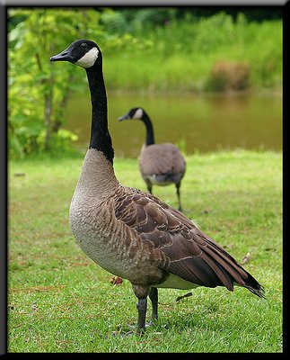 Canadian Goose Portrait