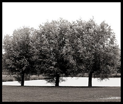 Three trees III