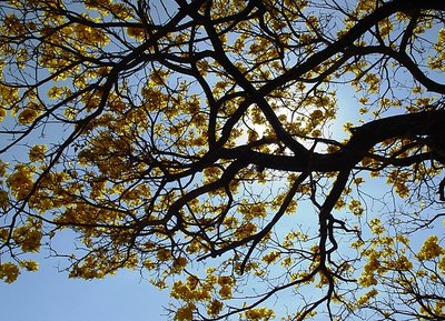 Golden Sky - Céu de Ouro