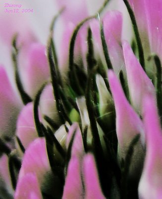 Wild flower