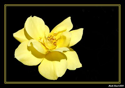 Yellow Rose