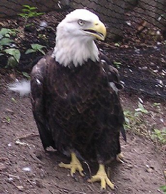 Bald Eagle