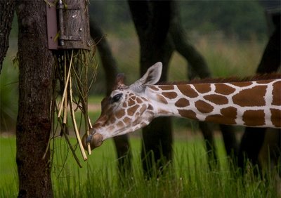 Feeding Time
