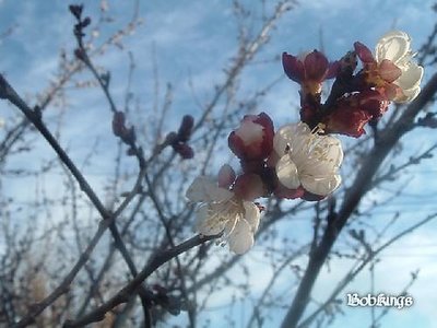Spring ....