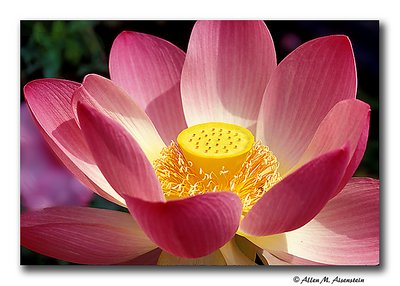 Lotus Flower (s1897)