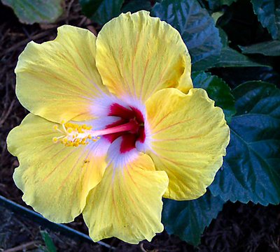 Yellow Hibiscus