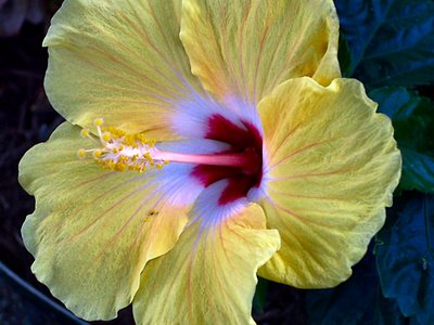 Yellow Hibiscus - zoomed