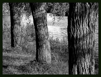 Three trees IV