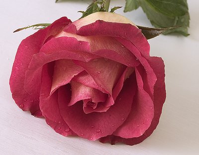 Pink rose 1