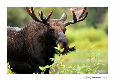 Moose on the Move