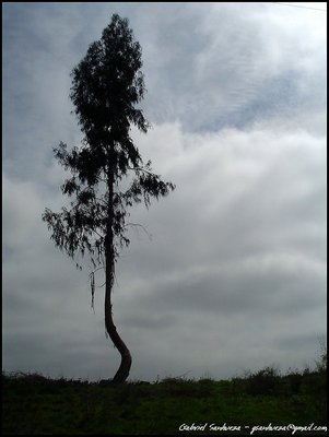 Arbol Curvilineo