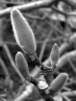 buds of spring...